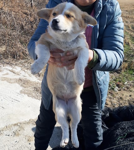 보호중 믹스견의 가…