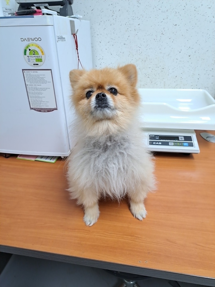 종료(반환) 포메라…