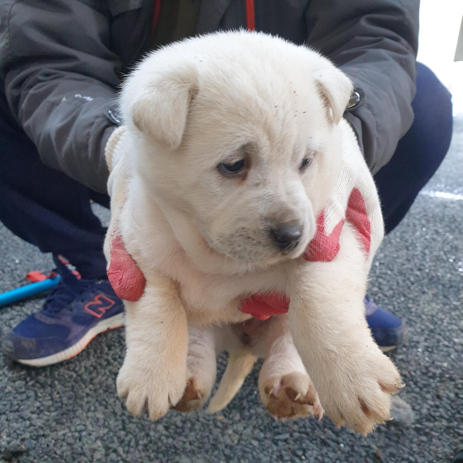 남양동물보호센터_441553202303367