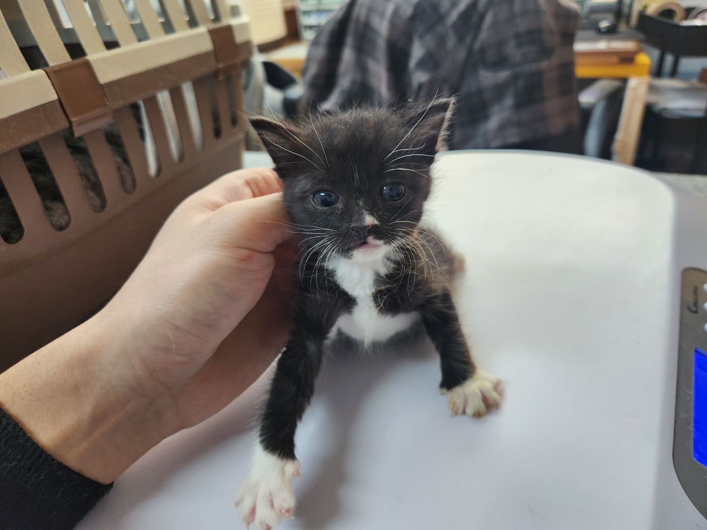 [고양이] 한국 고양이 광주-서구-2023-00525 유기동물 배경 이미지 입니다.