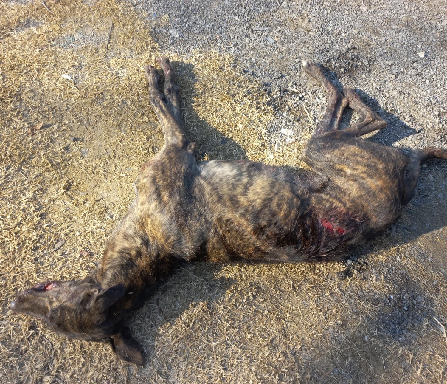 종료(자연사) 그레…