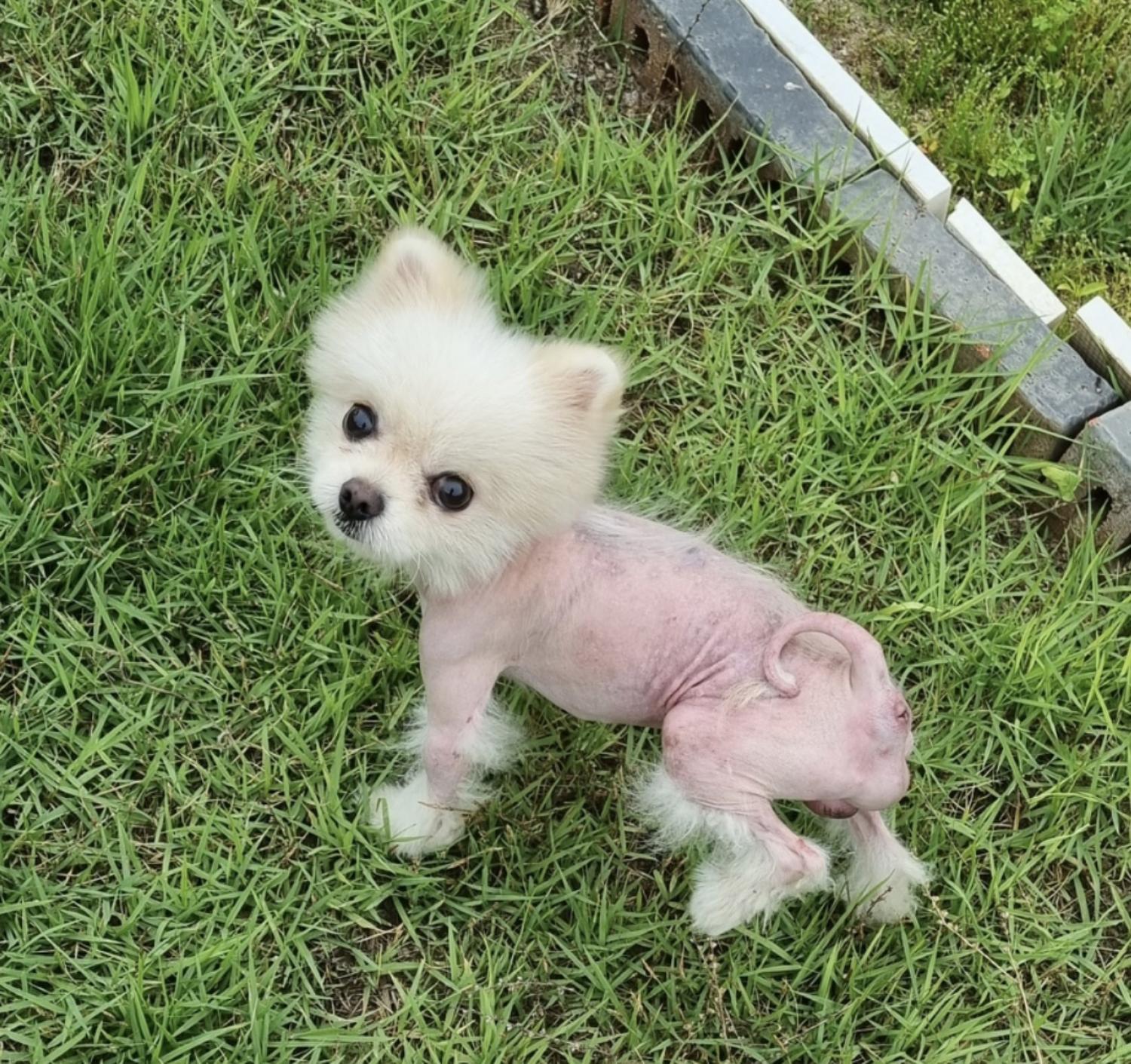 종료(반환) 포메라…
