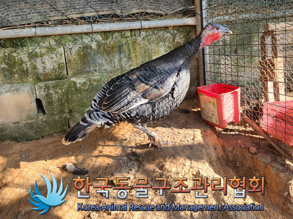 종료(입양) 칠면조…
