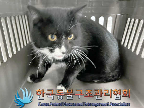 보호중 한국 고양이…