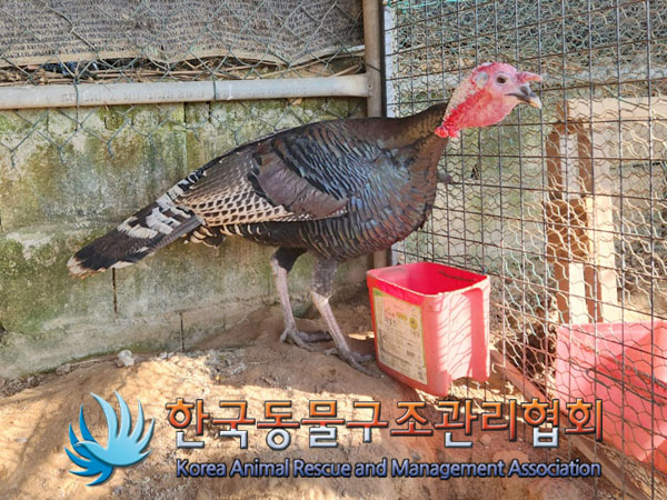 종료(입양) 칠면조…