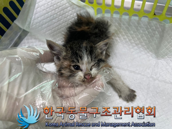 종료(자연사) 한국…