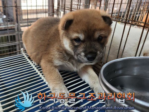 종료(안락사) 믹스…