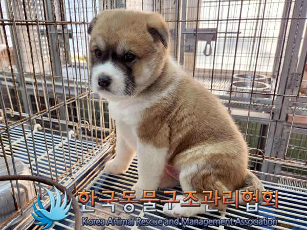 보호중 믹스견의 가…