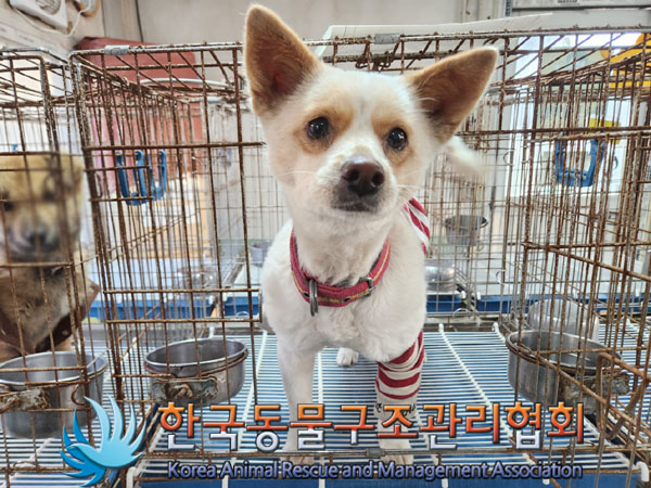 종료(반환) 믹스견…