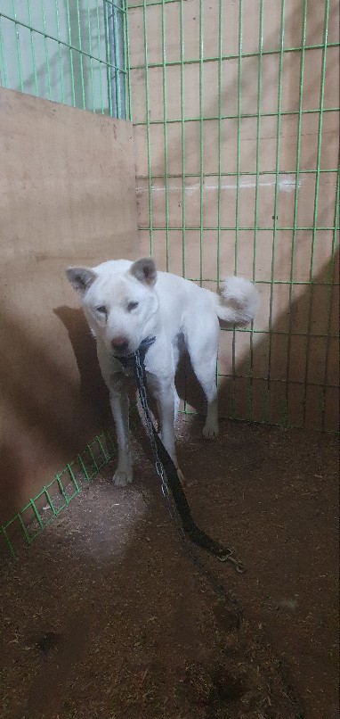 고령군 임시보호소_447520202300447