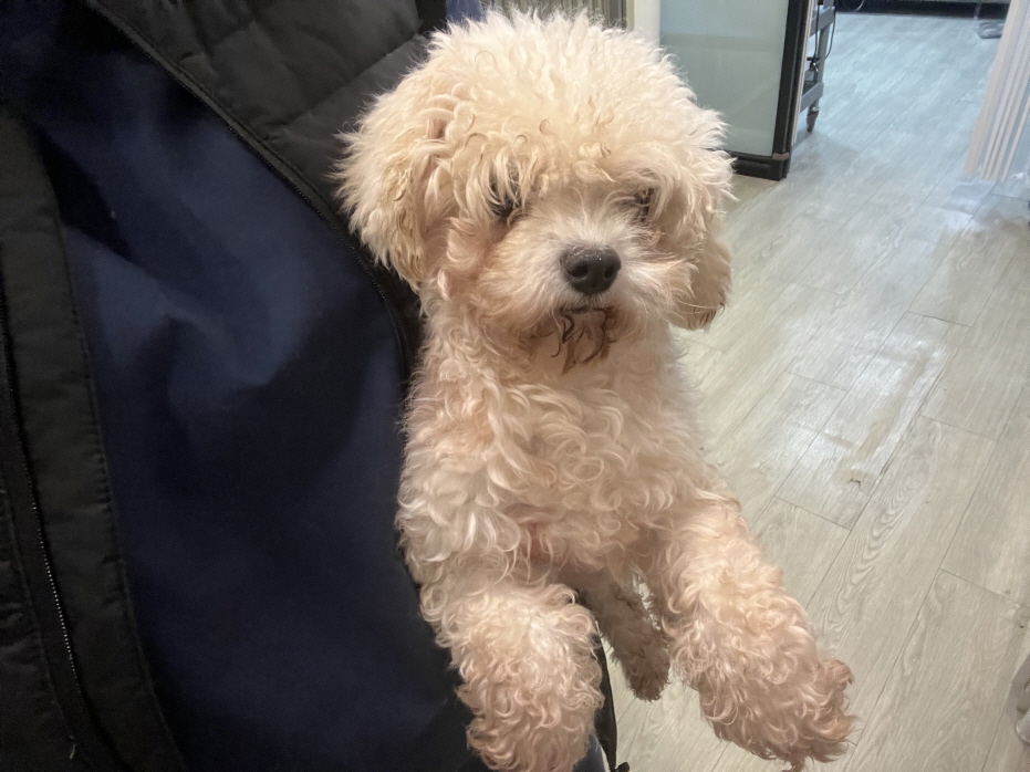 종료(입양) 비숑 …