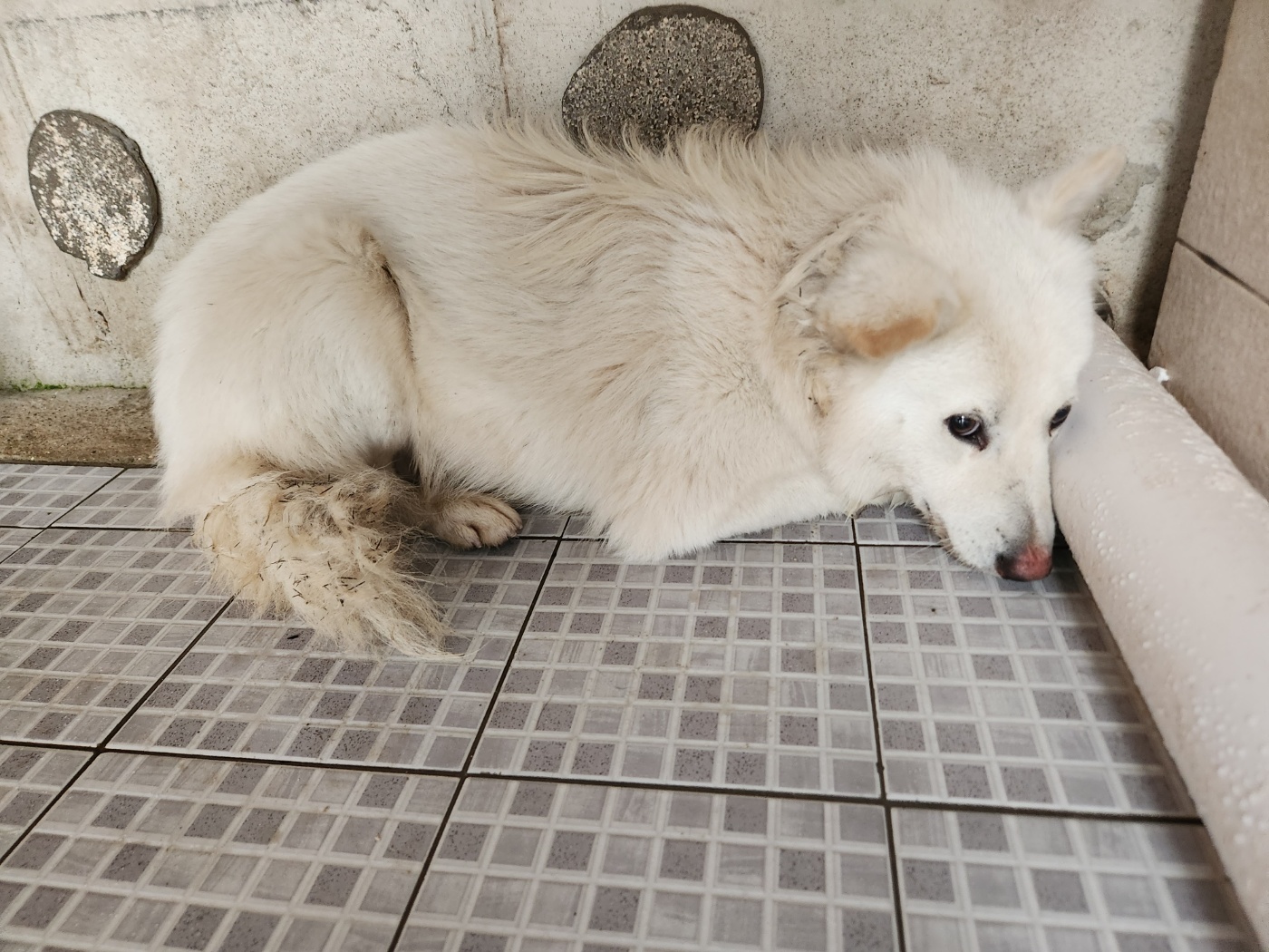 광주 동물보호소_429363202301213
