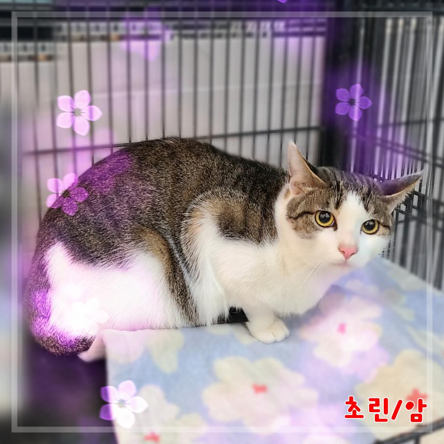 군산유기동물보호센터_445467202302573