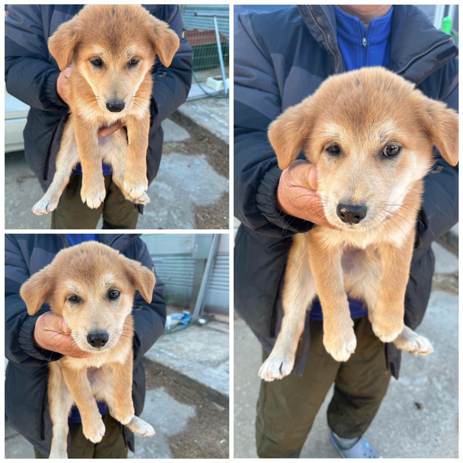 영덕유기동물보호센터_447518202300494