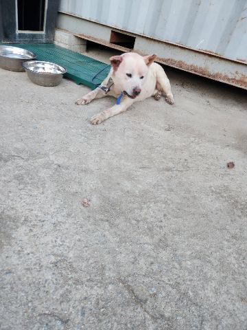 충주시동물보호센터_443439202300695
