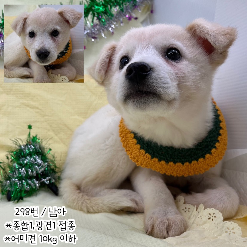 공주시 동물보호소_444450202300711