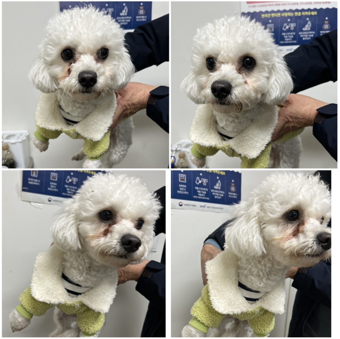 종료(반환) 비숑 …