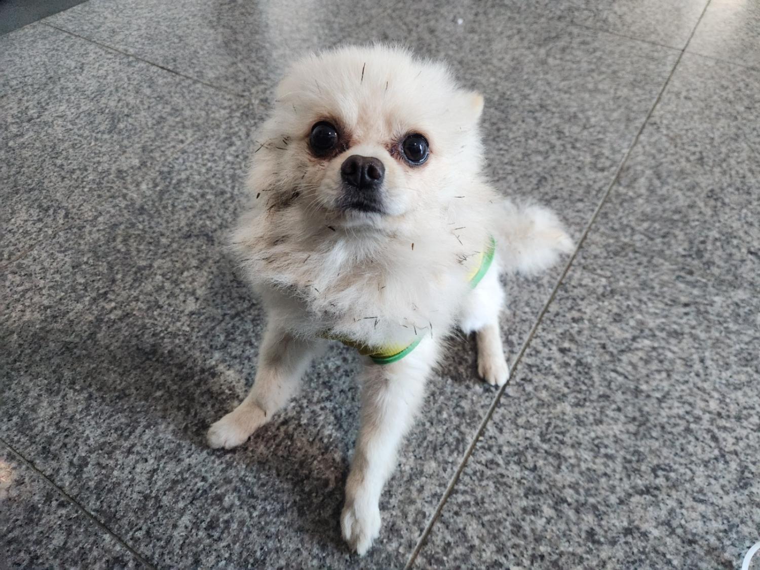 광주 동물보호소_429363202301215