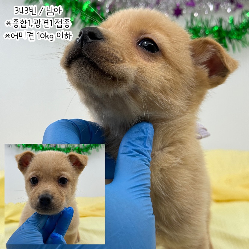[개] 믹스견 충남-공주-2023-00343 유기동물 배경 이미지 입니다.