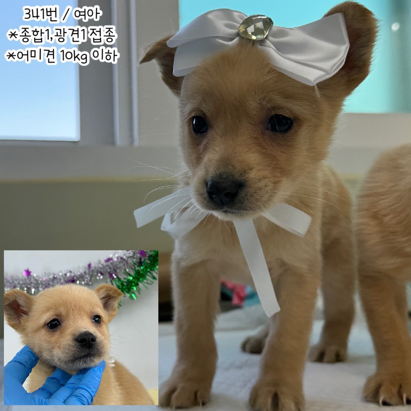 [개] 믹스견 충남-공주-2023-00341 유기동물 배경 이미지 입니다.