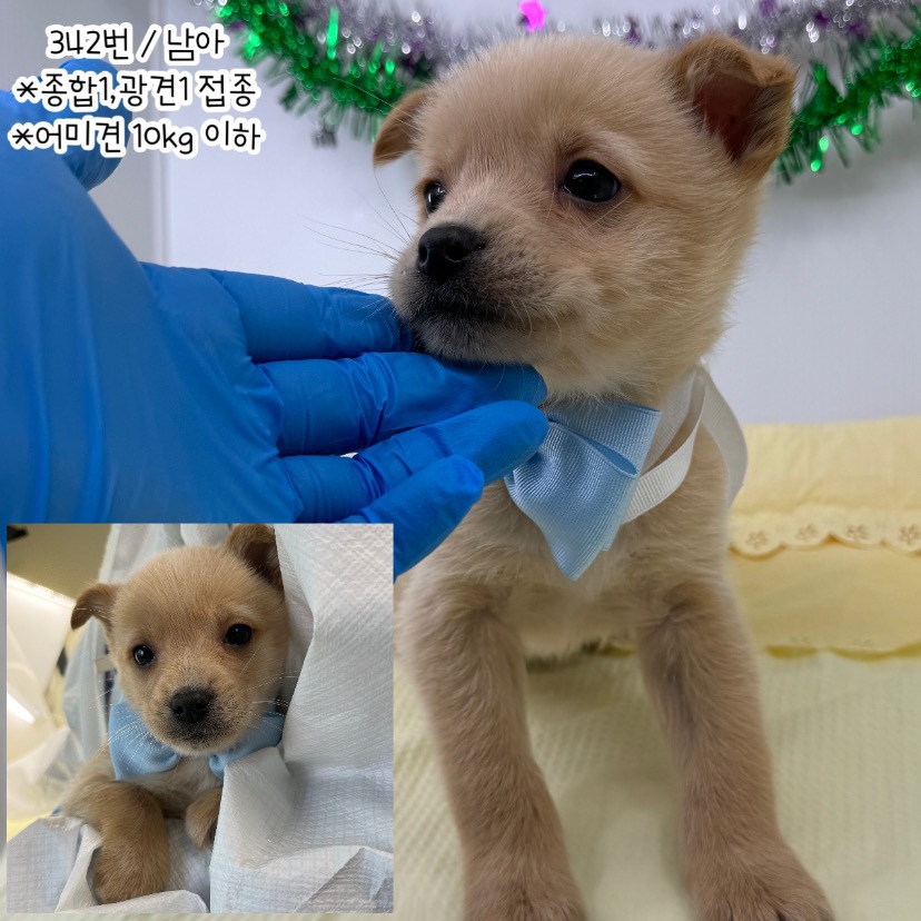 [개] 믹스견 충남-공주-2023-00342 유기동물 배경 이미지 입니다.