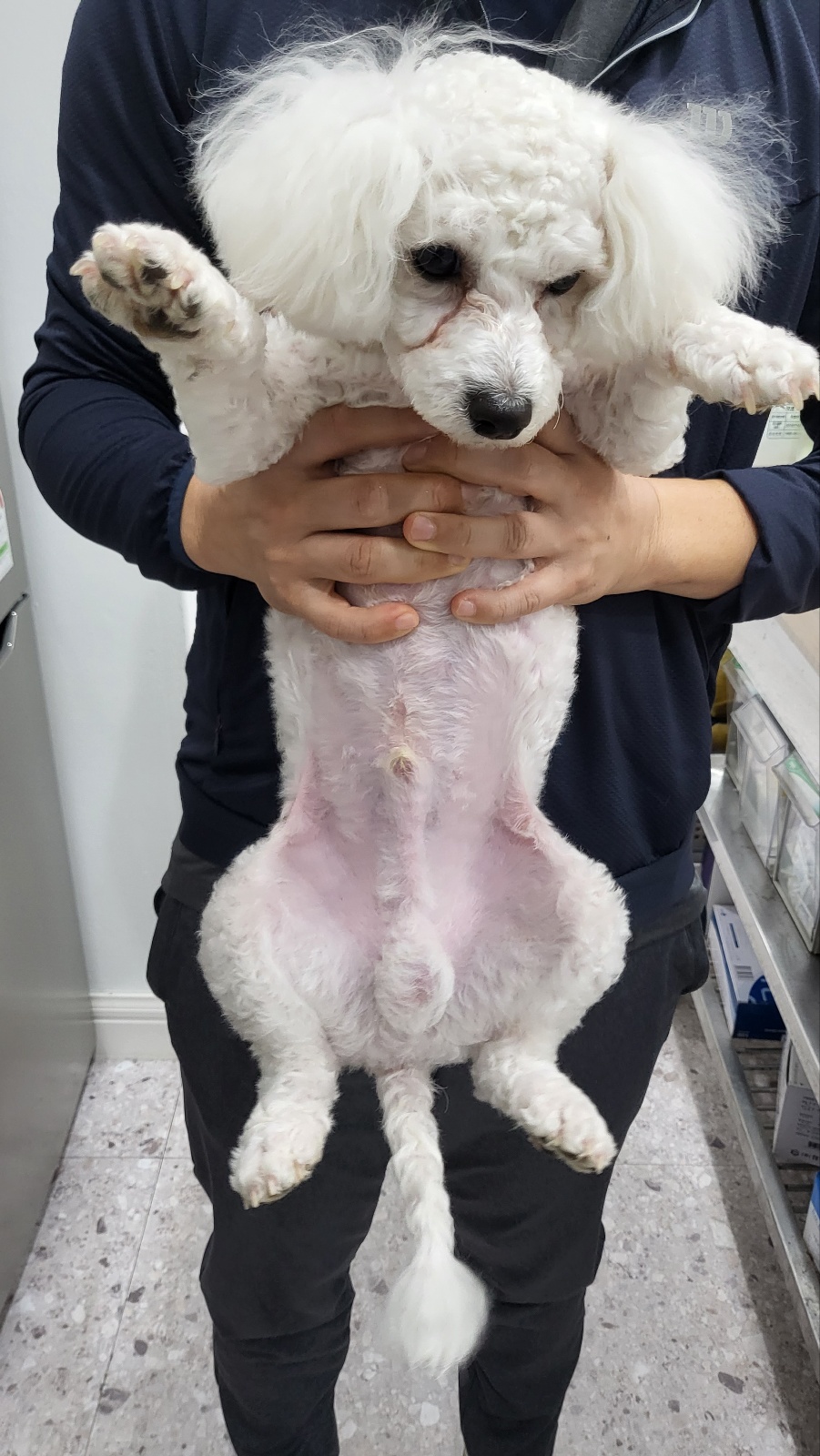종료(입양) 푸들의…