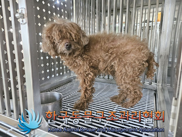 한국동물구조관리협회_441382202300981