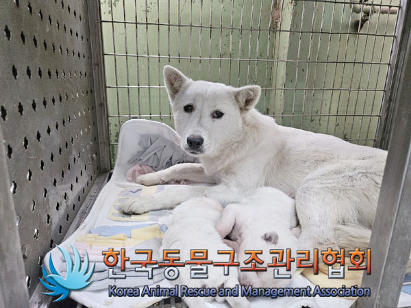 종료(안락사) 믹스…
