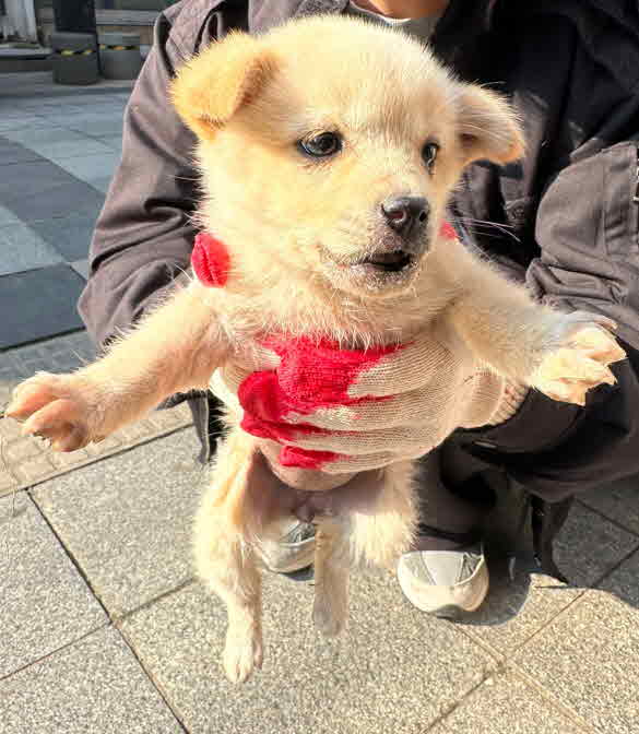 철원군_442430202300179