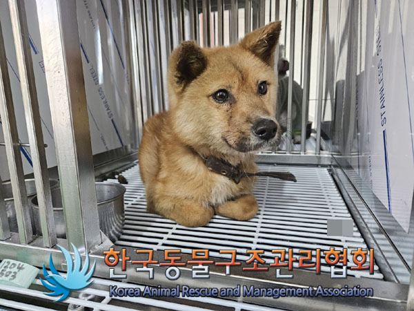 종료(안락사) 믹스…