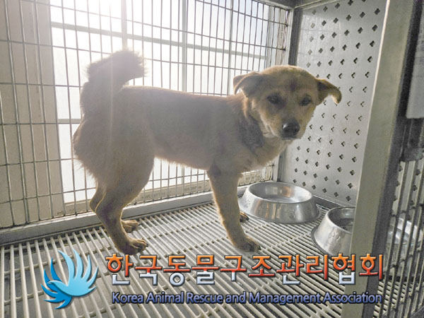 한국동물구조관리협회_441559202301259
