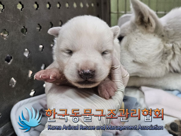 종료(안락사) 믹스…