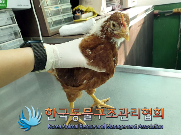 한국동물구조관리협회_411323202301021