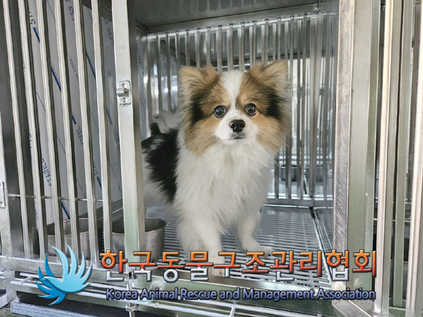 종료(반환) 포메라…
