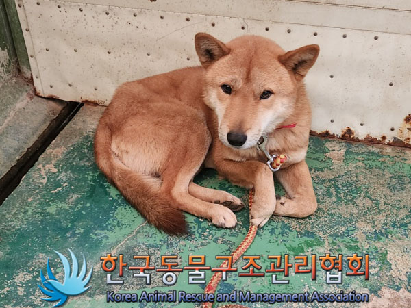 한국동물구조관리협회_441392202300267