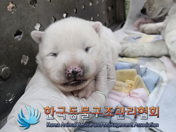 한국동물구조관리협회_441559202301266