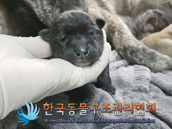 종료(안락사) 믹스…