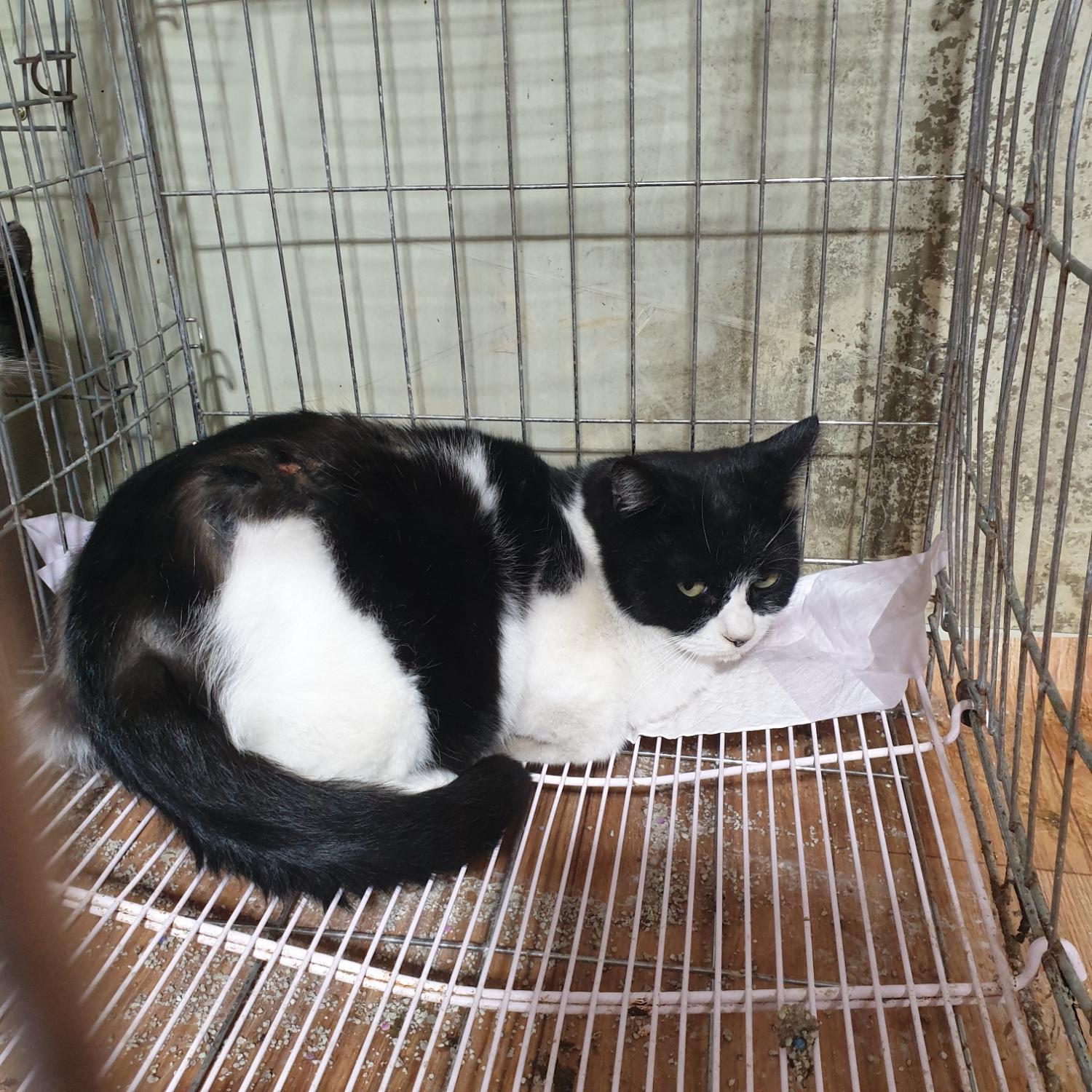 남양동물보호센터_441553202303390