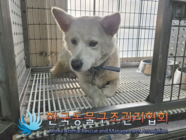 한국동물구조관리협회_441406202302048