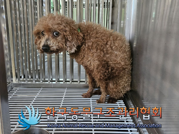 종료(반환) 푸들의…