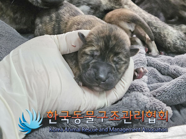 한국동물구조관리협회_441559202301264
