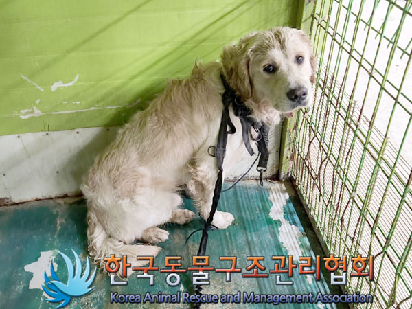 종료(반환) 골든 …