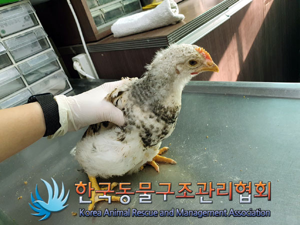 보호중 닭의 가족 …