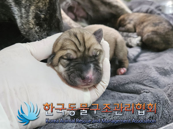 한국동물구조관리협회_441559202301263
