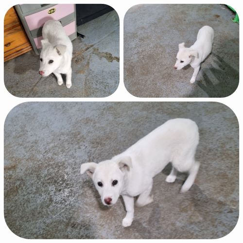 부안군 동물보호센터_445479202301080