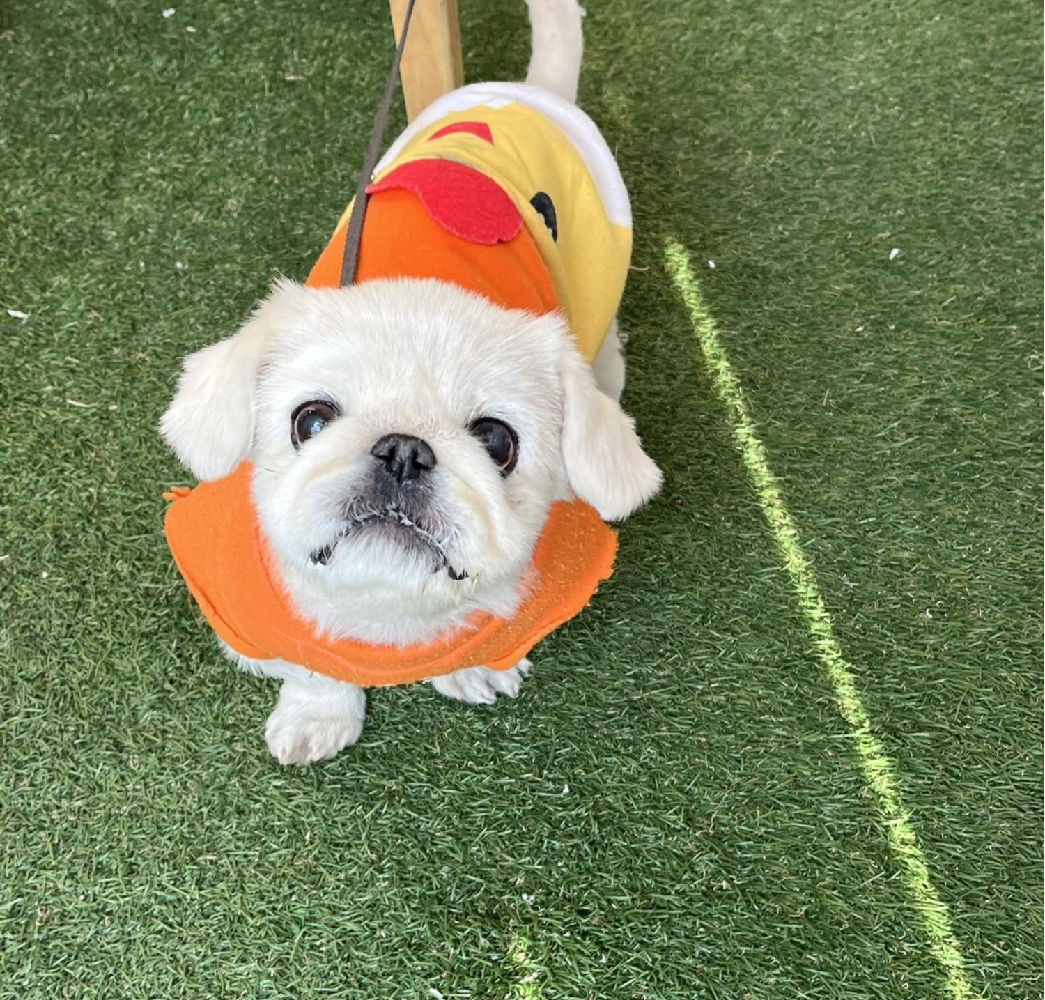 종료(반환) 페키니…