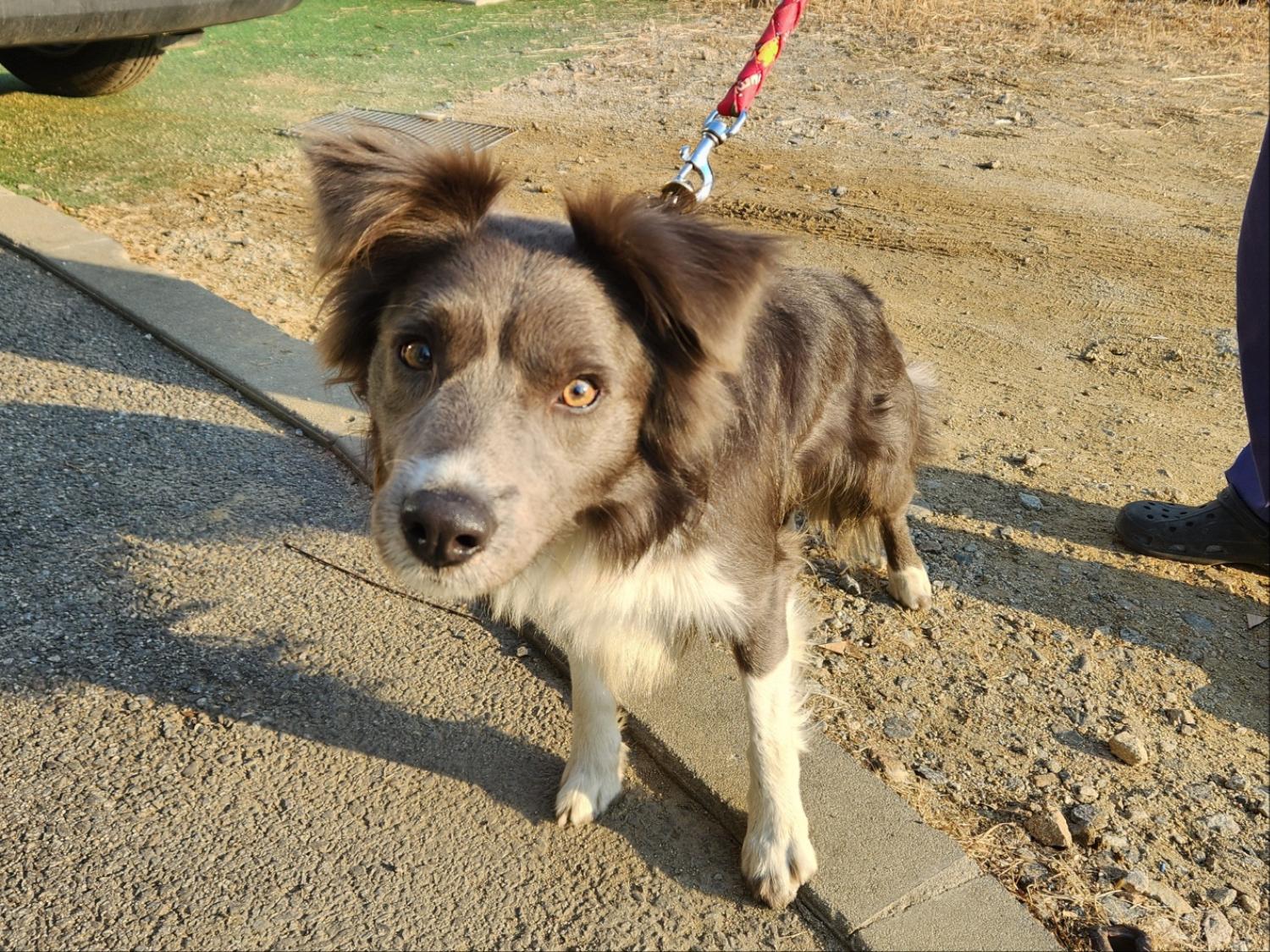 광주TNR동물병원초월_441554202301780