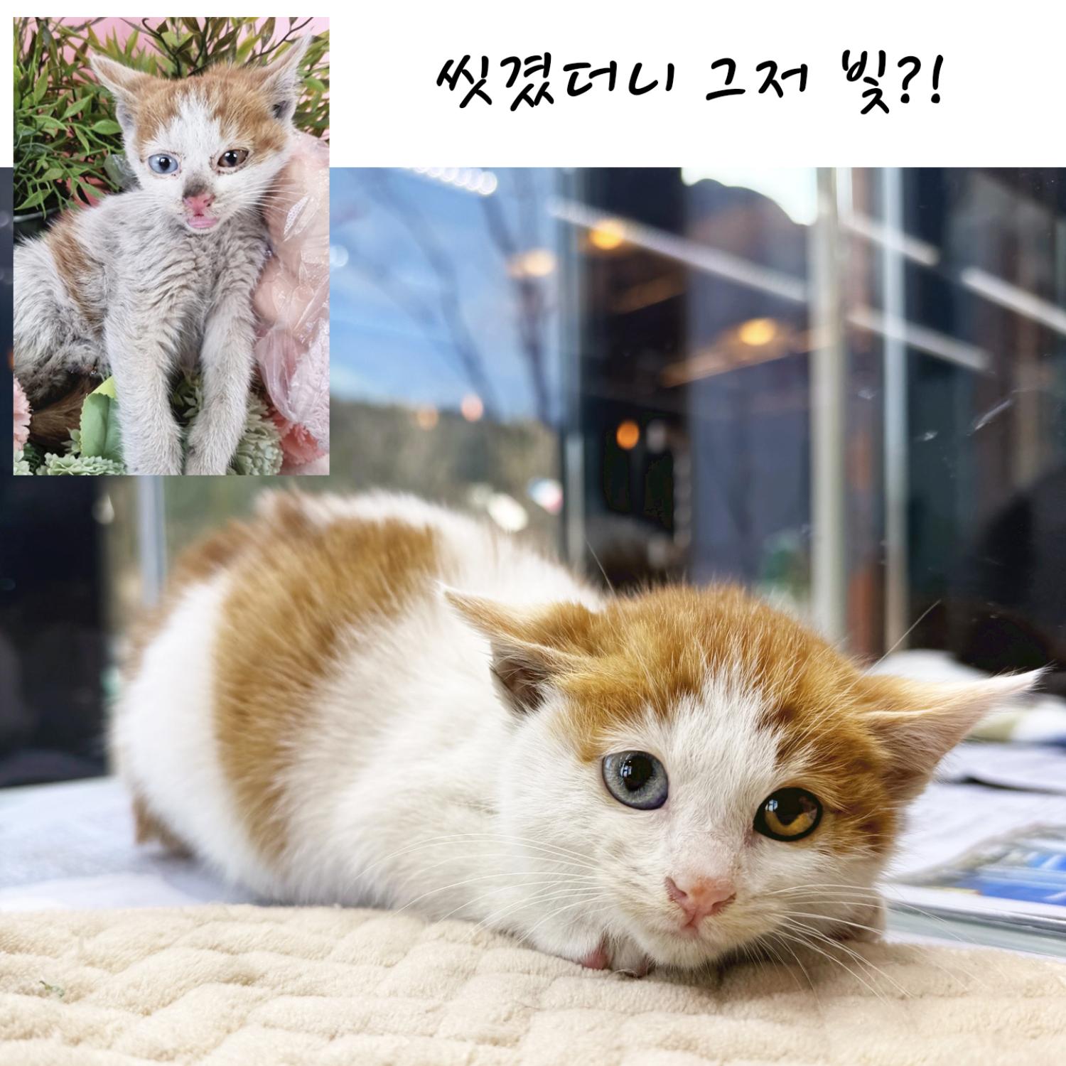 [고양이] 믹스묘 경북-포항-2023-01165 유기동물 배경 이미지 입니다.