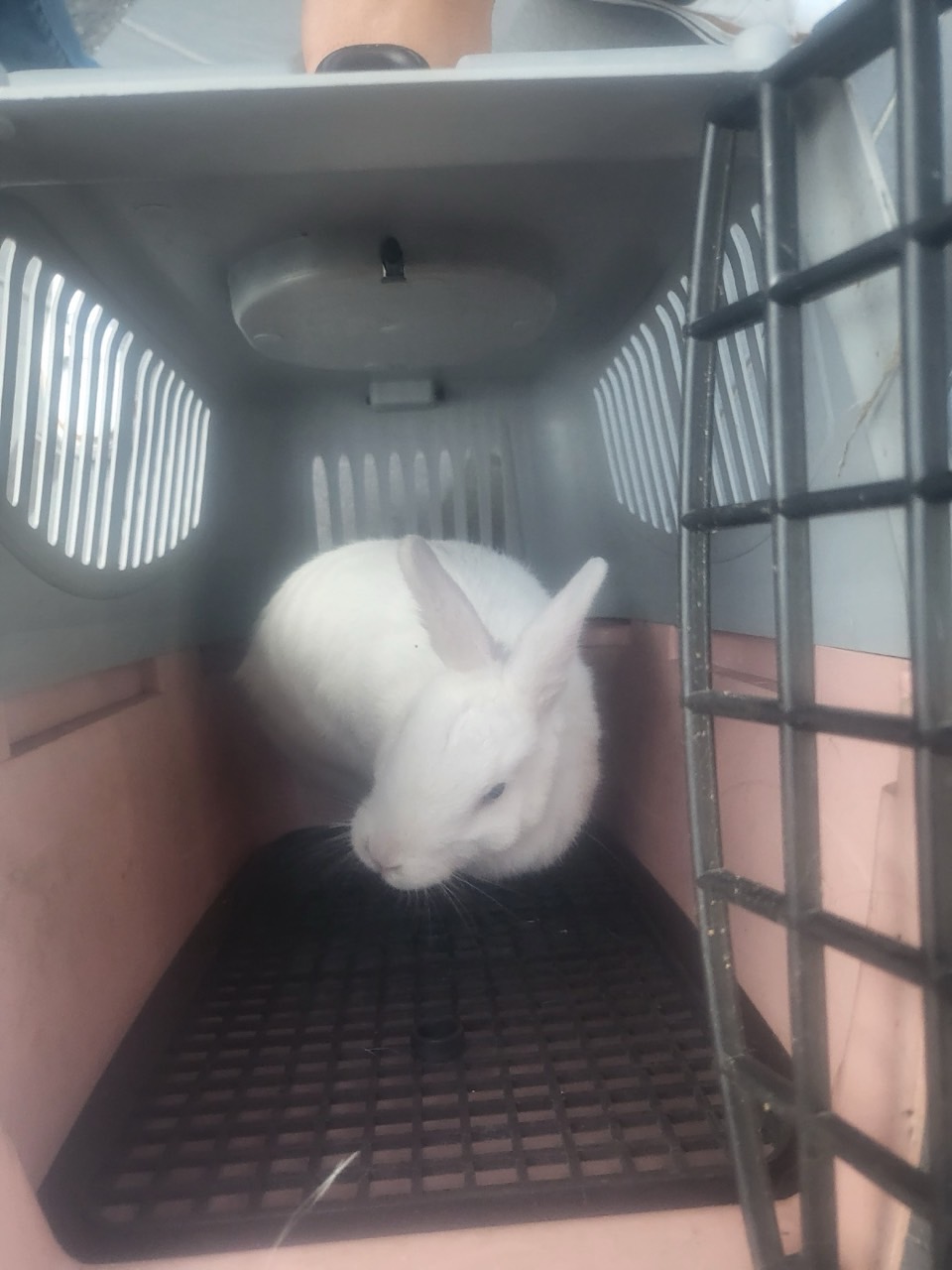 [기타축종] 토끼 제주-제주-2023-00029 유기동물 배경 이미지 입니다.