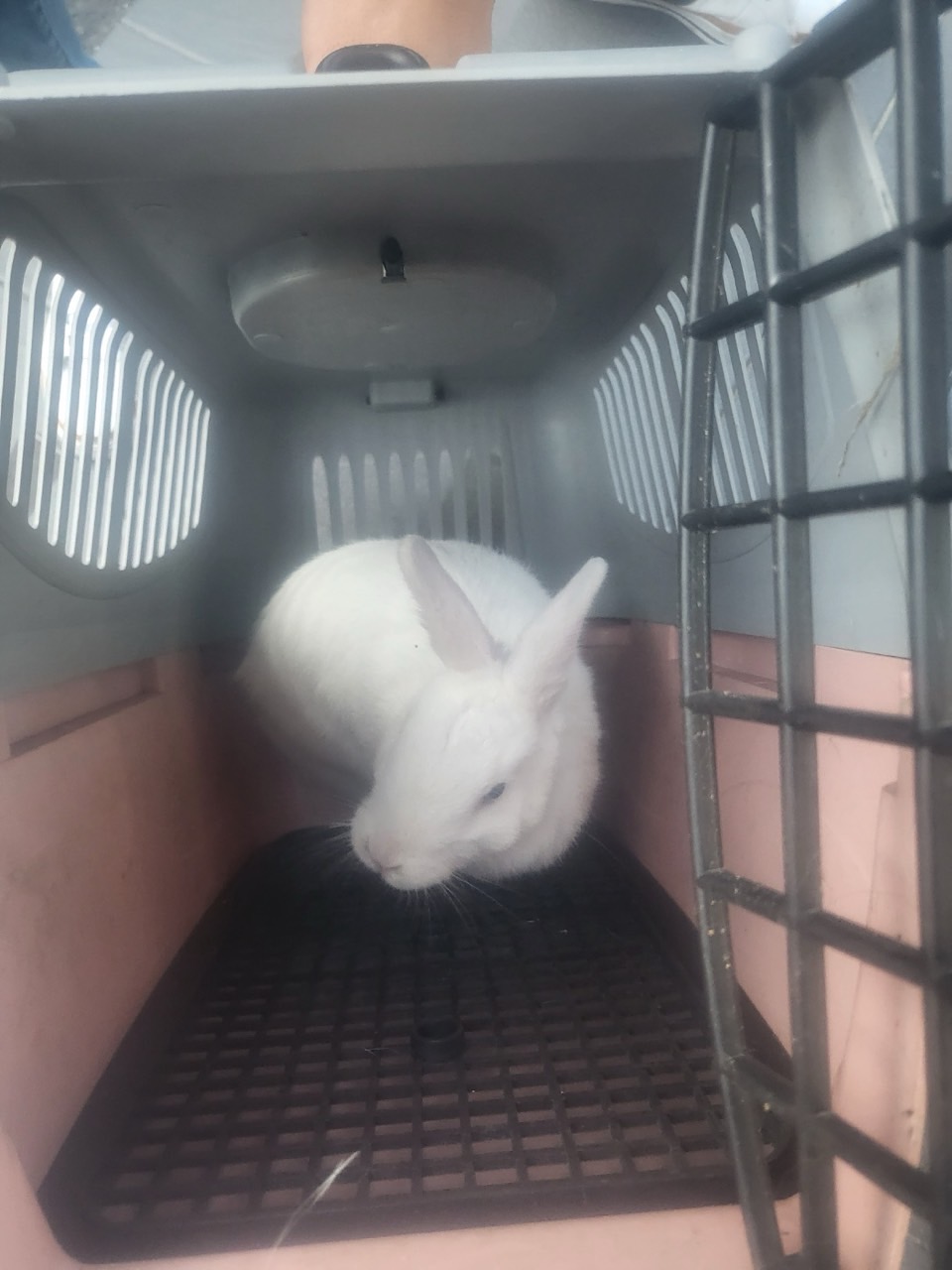 보호중 토끼의 가족…